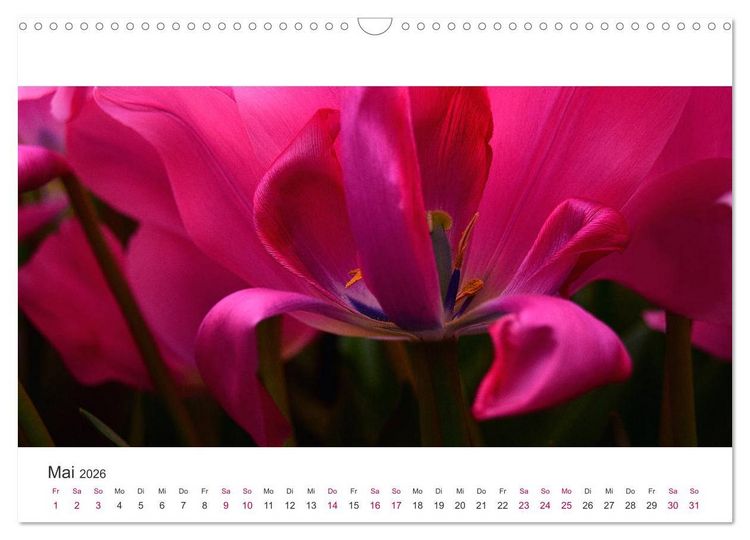 Produktbild: Zauberhafte Tulpen (Wandkalender 2026 DIN A3 quer), CALVENDO Monatskalender
