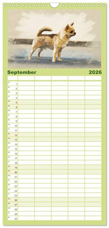 Produktbild: Familienplaner 2026 - Chihuahuas 2026 mit 5 Spalten (Wandkalender, 21 x 45 cm) CALVENDO