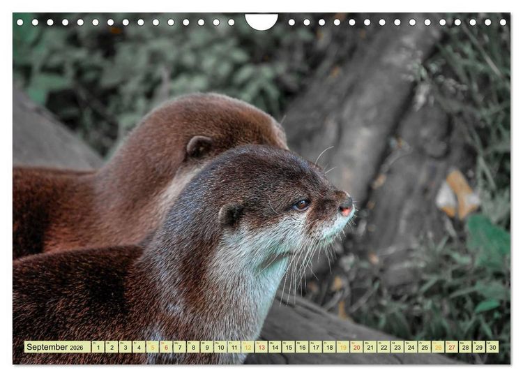Produktbild: Fischotter - putzige Kerlchen und elegante Schwimmer (Wandkalender 2026 DIN A4 quer), CALVENDO Monatskalender