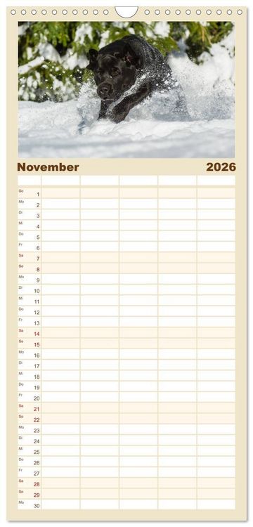 Produktbild: Familienplaner 2026 - Labrador Retriever - Freunde f&uuml;r&acute;s Leben mit 5 Spalten (Wandkalender, 21 x 45 cm) CALVENDO