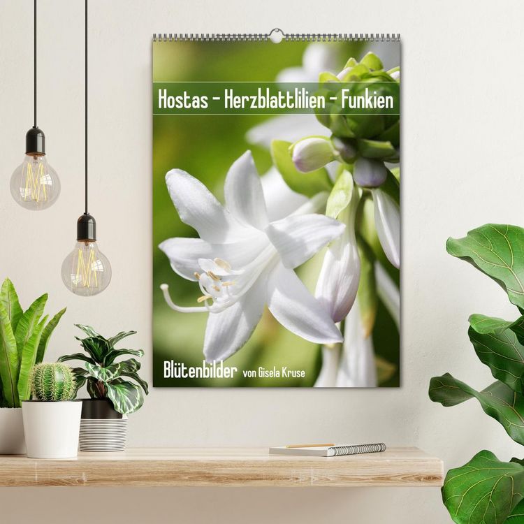 Produktbild: Hostas Herzblattlilien Funkien (Wandkalender 2026 DIN A2 hoch), CALVENDO Monatskalender