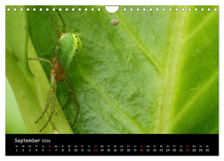 Produktbild: Heimische Spinnen (Wandkalender 2026 DIN A4 quer), CALVENDO Monatskalender