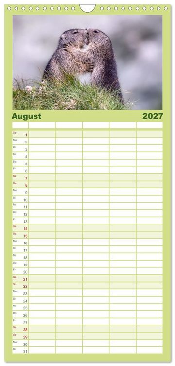 Produktbild: Familienplaner 2027 - Tiere der Alpen - Murmeltier-Kinder mit 5 Spalten (Wandkalender, 21 x 45 cm) CALVENDO