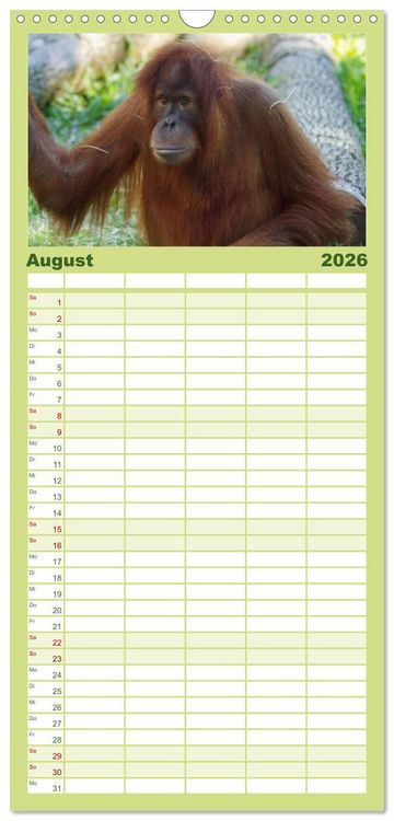 Produktbild: Familienplaner 2026 - Orang-Utans mit 5 Spalten (Wandkalender, 21 x 45 cm) CALVENDO