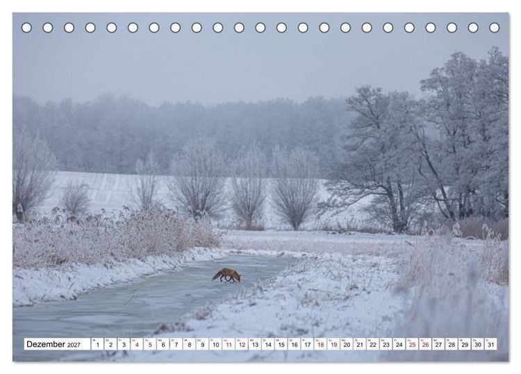 Produktbild: Wildtiere im M&uuml;ritz-Nationalpark (Tischkalender 2027 DIN A5 quer), CALVENDO Monatskalender