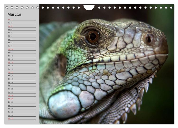 Produktbild: Kaltes Blut. Faszination Reptilien (Wandkalender 2026 DIN A4 quer), CALVENDO Monatskalender