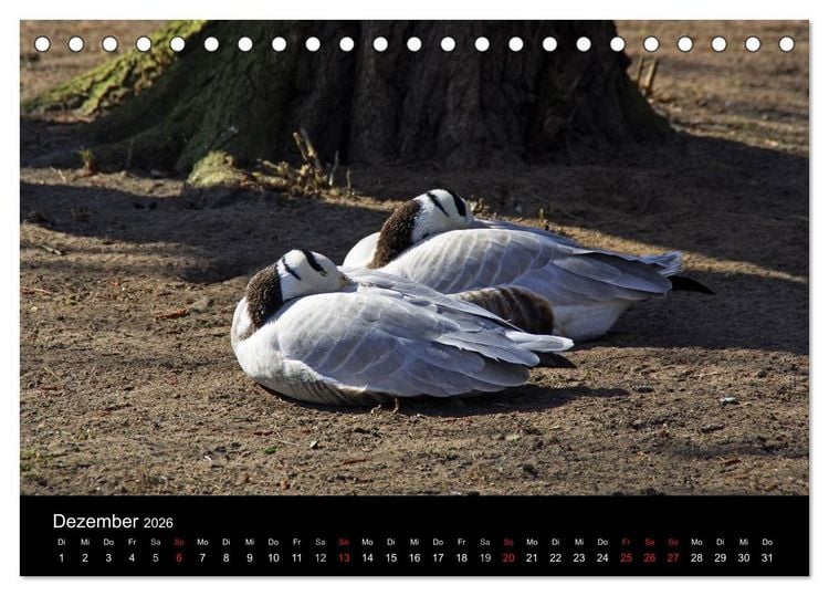 Produktbild: Welt der Tiere (Tischkalender 2026 DIN A5 quer), CALVENDO Monatskalender