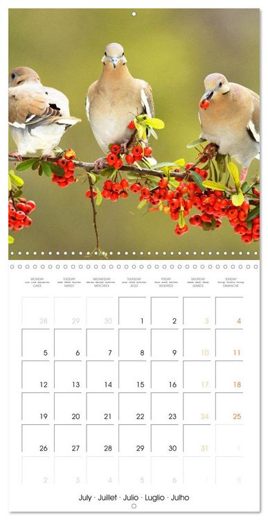 Produktbild: Doves: Gentle Beauty (Wall Calendar 2027 12 &times; 12 Inch) CALVENDO 12 Month Wall Calendar