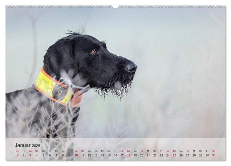 Produktbild: Treue Jagdgef&auml;hrten - Der Deutsch Drahthaar (Wandkalender 2026 DIN A2 quer), CALVENDO Monatskalender