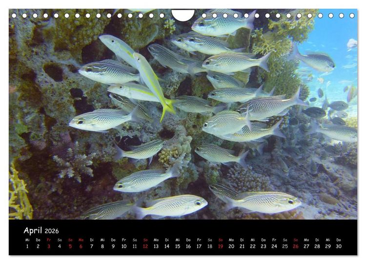 Produktbild: Rotes Meer - Unterwasserimpressionen (Wandkalender 2026 DIN A4 quer), CALVENDO Monatskalender
