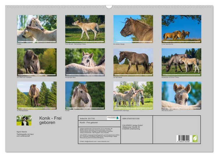 Produktbild: Konik - Frei geboren (Wandkalender 2026 DIN A2 quer), CALVENDO Monatskalender