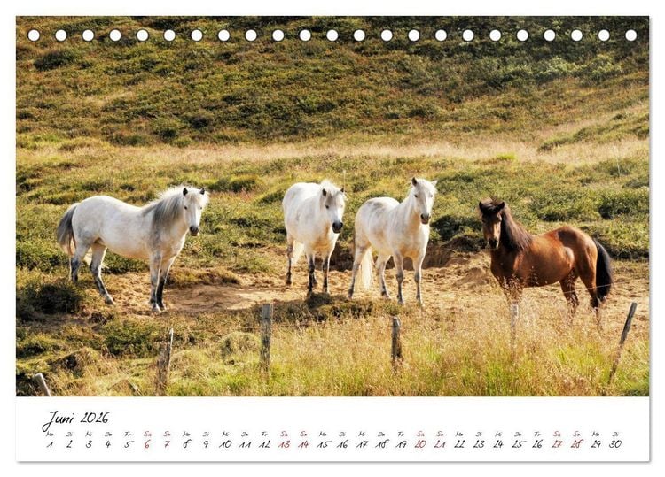 Produktbild: Islandpferde take it Isi (Tischkalender 2026 DIN A5 quer), CALVENDO Monatskalender
