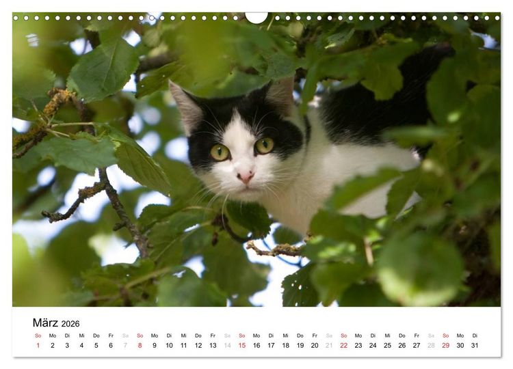 Produktbild: Bunte Welt des Bauernhofs (Wandkalender 2026 DIN A3 quer), CALVENDO Monatskalender