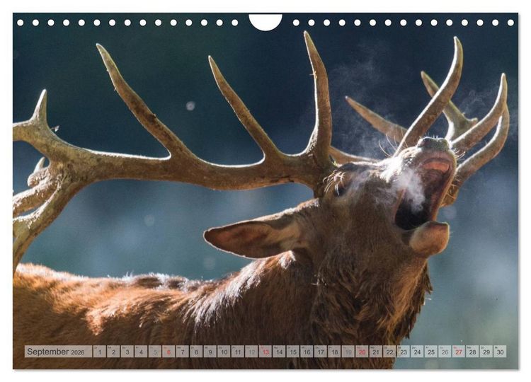 Produktbild: Emotionale Momente: Wild und Jagd. (Wandkalender 2026 DIN A4 quer), CALVENDO Monatskalender