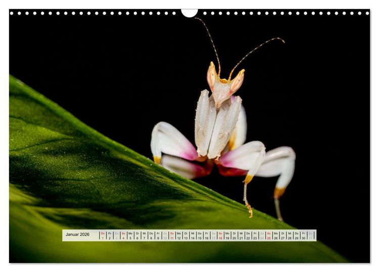 Produktbild: Die Orchideen Gottesanbeterin (Wandkalender 2026 DIN A3 quer), CALVENDO Monatskalender