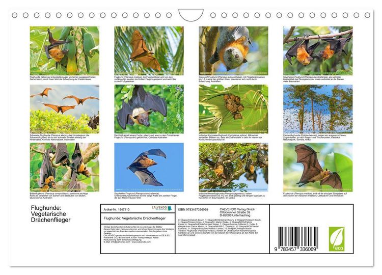 Produktbild: Flughunde: Vegetarische Drachenflieger (Wandkalender 2026 DIN A4 quer), CALVENDO Monatskalender