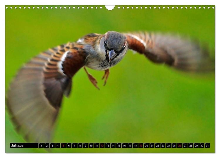 Produktbild: Die Sch&ouml;nheit der Gartenv&ouml;gel im Flug (Wandkalender 2026 DIN A3 quer), CALVENDO Monatskalender