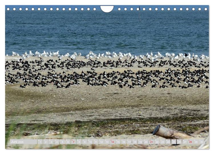 Produktbild: Amrum, die Perle in der Nordsee (Wandkalender 2026 DIN A4 quer), CALVENDO Monatskalender