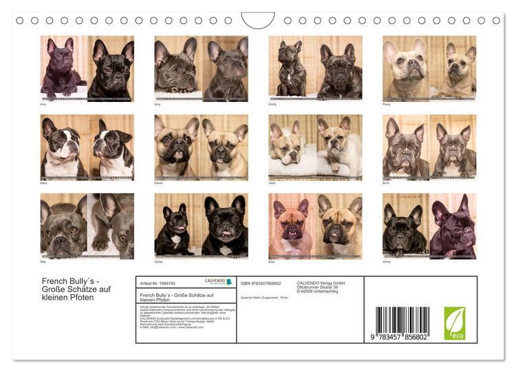 Produktbild: French Bully&acute;s - Gro&szlig;e Sch&auml;tze auf kleinen Pfoten (Wandkalender 2026 DIN A4 quer), CALVENDO Monatskalender