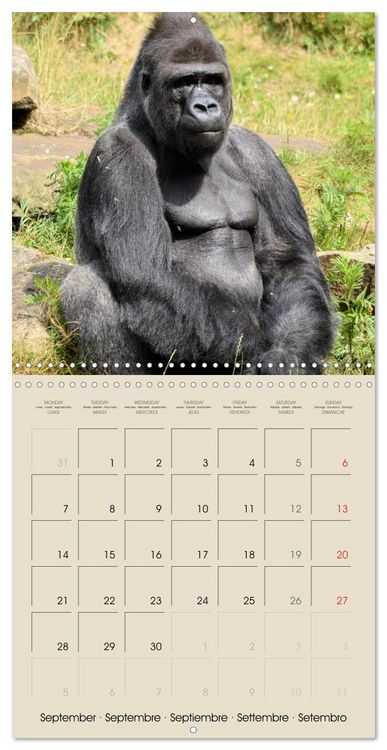 Produktbild: Gorillas &bull; The Gentle Giants (Wall Calendar 2026 12 &times; 12 Inch) CALVENDO 12 Month Wall Calendar