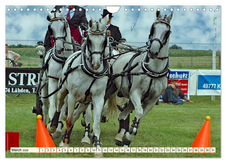 Produktbild: Four-in-hand Driving Challenge (Wall Calendar 2026 DIN A4 landscape), CALVENDO 12 Month Wall Calendar