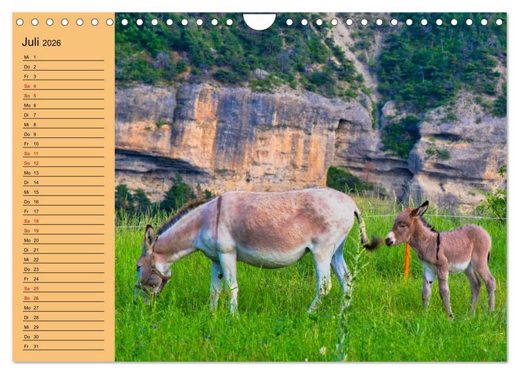 Produktbild: Liebenswerte Esel (Wandkalender 2026 DIN A4 quer), CALVENDO Monatskalender