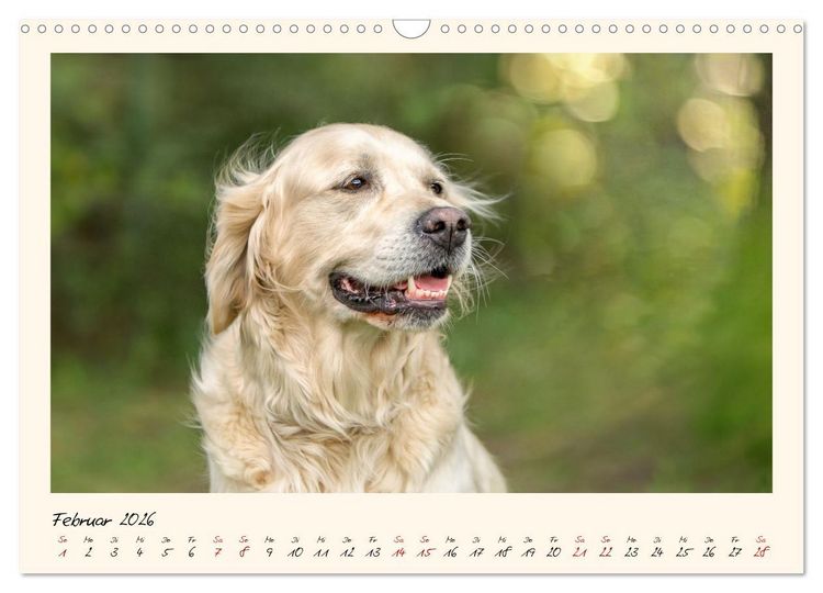 Produktbild: Golden Retriever... Herzenshunde (Wandkalender 2026 DIN A3 quer), CALVENDO Monatskalender