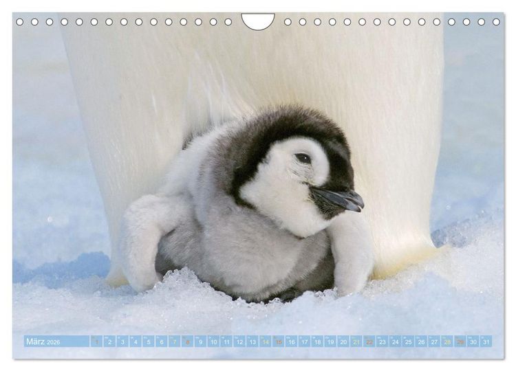 Produktbild: Pinguine: Gehupft wie gesprungen (Wandkalender 2026 DIN A4 quer), CALVENDO Monatskalender