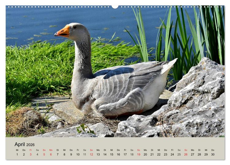 Produktbild: G&auml;nse. Von wegen dumme Gans! (hochwertiger Premium Wandkalender 2026 DIN A2 quer), Kunstdruck in Hochglanz
