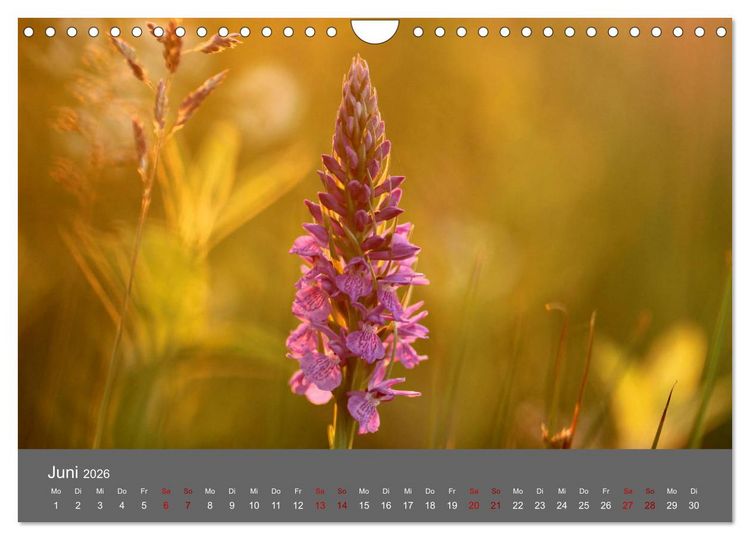 Produktbild: Wahner Heide - Aussichten und Begegnungen (Wandkalender 2026 DIN A4 quer), CALVENDO Monatskalender