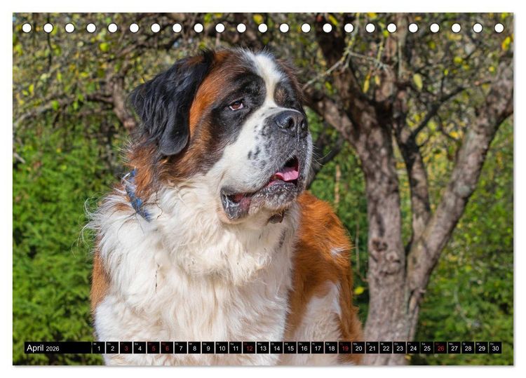 Produktbild: Bernhardiner - Gigant auf vier Pfoten (Tischkalender 2026 DIN A5 quer), CALVENDO Monatskalender