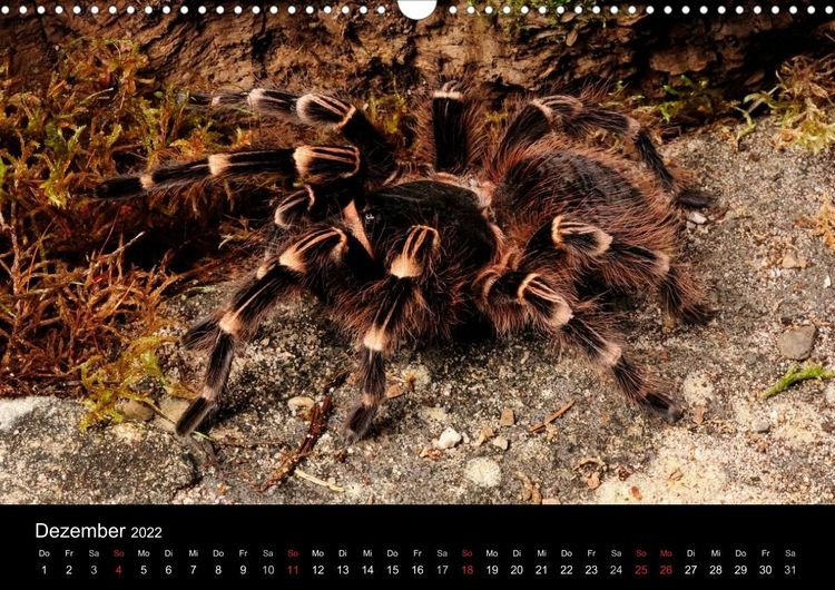 Produktbild: Vogelspinnen - Tarantulas (Wandkalender 2022 DIN A3 quer)