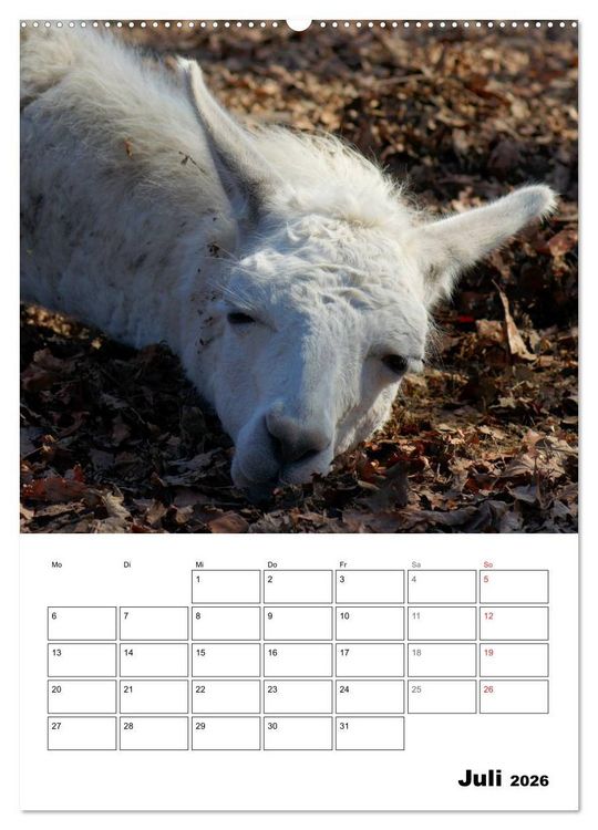 Produktbild: Alpaka und Lama Terminplaner (hochwertiger Premium Wandkalender 2026 DIN A2 hoch), Kunstdruck in Hochglanz
