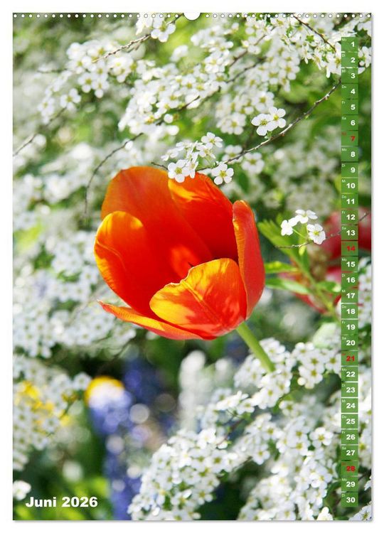 Produktbild: Bunte Tulpenpracht (hochwertiger Premium Wandkalender 2026 DIN A2 hoch), Kunstdruck in Hochglanz