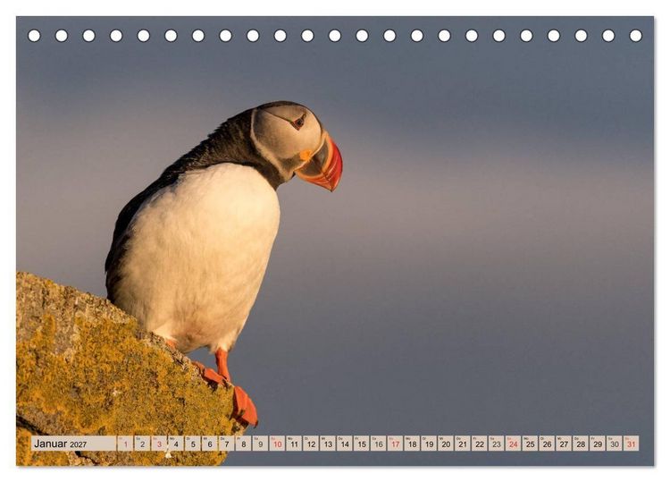 Produktbild: Papageitaucher - Puffins (Tischkalender 2027 DIN A5 quer), CALVENDO Monatskalender