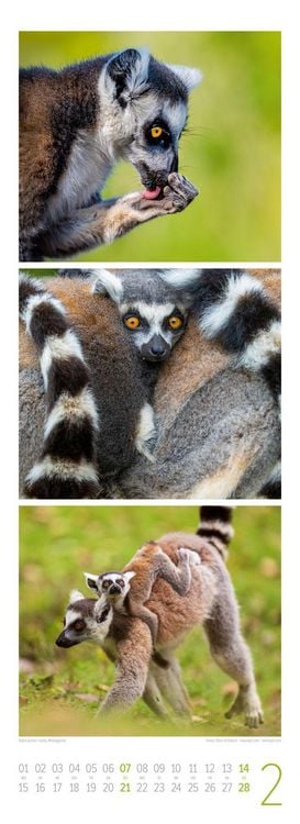Produktbild: Tierwelten Triplet-Kalender 2027 | Artenvielfalt & Lebensr&auml;ume