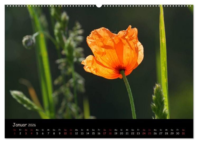 Produktbild: Just Mohn (hochwertiger Premium Wandkalender 2026 DIN A2 quer), Kunstdruck in Hochglanz