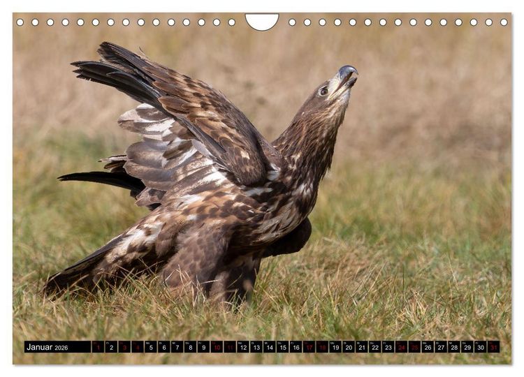 Produktbild: Seeadler in Polen (Wandkalender 2026 DIN A4 quer), CALVENDO Monatskalender