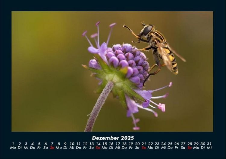 Produktbild: Bienen 2025 Fotokalender DIN A4
