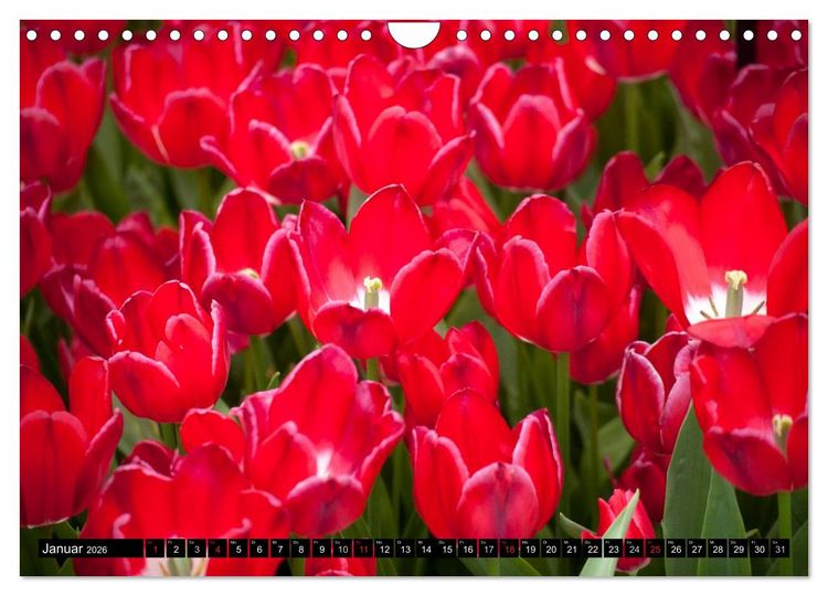 Produktbild: Tulpen (Wandkalender 2026 DIN A4 quer), CALVENDO Monatskalender