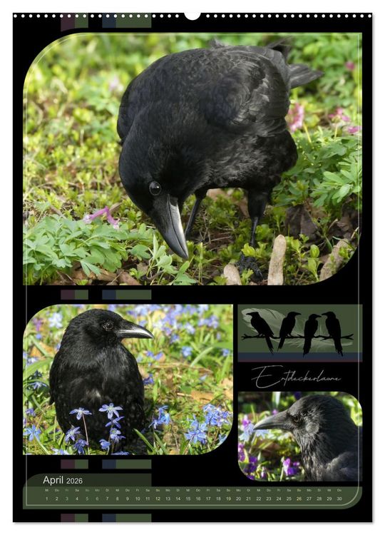Produktbild: Kr&auml;hen - Im Wandel der Jahreszeiten (Wandkalender 2026 DIN A2 hoch), CALVENDO Monatskalender