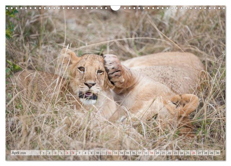 Produktbild: Emotionale Momente: Liebenswerte L&ouml;wenbabys (Wandkalender 2026 DIN A3 quer), CALVENDO Monatskalender