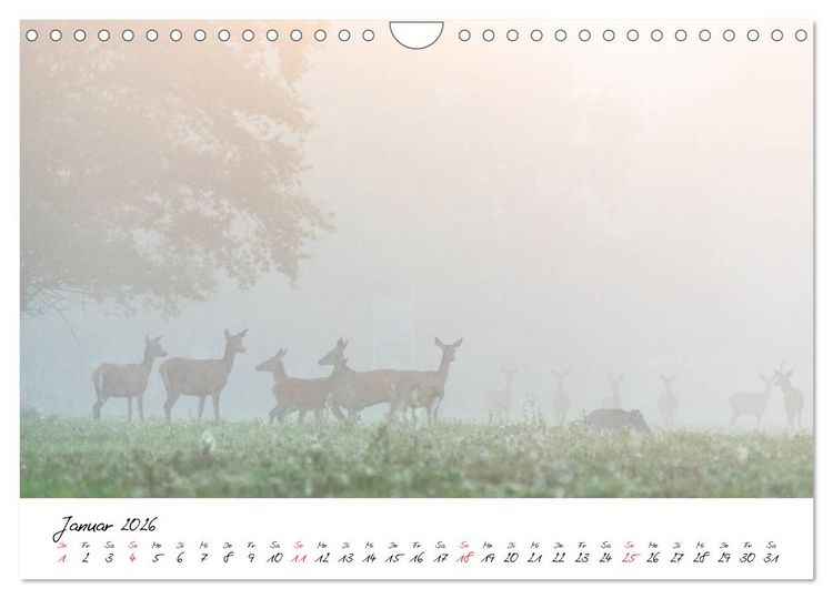 Produktbild: Rotwild - im Naturparadies der Mecklenburgischen Seenplatte (Wandkalender 2026 DIN A4 quer), CALVENDO Monatskalender