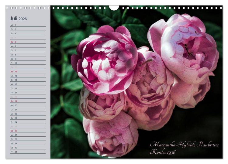 Produktbild: Kurf&uuml;rstliche Rosen Eltville am Rhein (Wandkalender 2026 DIN A3 quer), CALVENDO Monatskalender