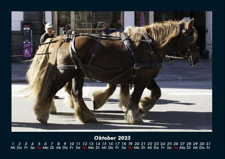 Produktbild: Pferde Kalender 2025 Fotokalender DIN A4