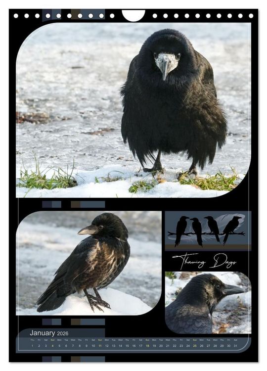 Produktbild: Crows - Through the Seasons (Wall Calendar 2026 DIN A4 portrait), CALVENDO 12 Month Wall Calendar