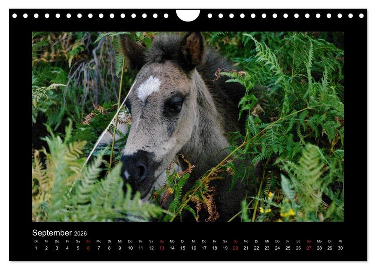 Produktbild: Garranos - Bedrohte Wildpferde Europas (Wandkalender 2026 DIN A4 quer), CALVENDO Monatskalender