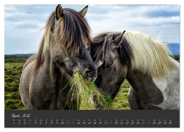 Produktbild: Islandpferde im Isi-Land (hochwertiger Premium Wandkalender 2026 DIN A2 quer), Kunstdruck in Hochglanz