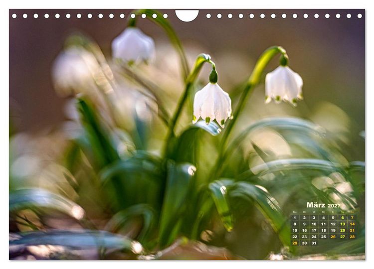 Produktbild: Waldspazierg&auml;nge: Entspannen - Kraft tanken - Besinnen auf sich selbst (Wandkalender 2027 DIN A4 quer), CALVENDO Monatskalender
