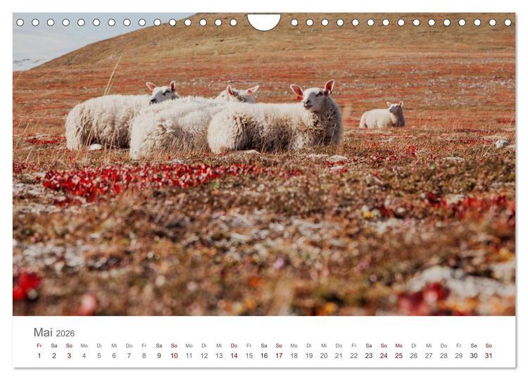 Produktbild: Schafe - Weich und wollig (Wandkalender 2026 DIN A4 quer), CALVENDO Monatskalender